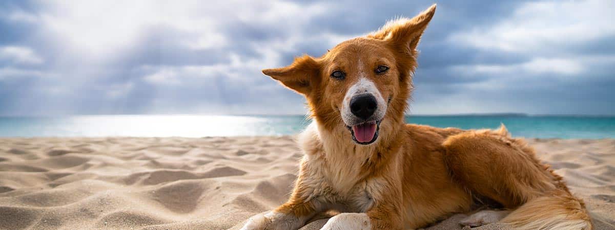 Apartamentos en Tarifa que admiten perros