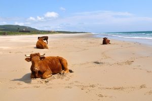 Vacas retintas en la playa de Bolonia